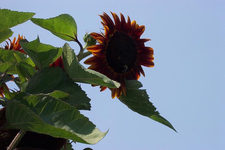 my sunflowers098.jpg